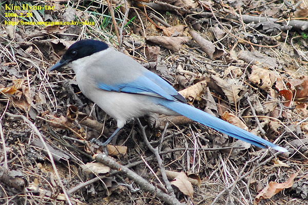 Azure-winged Magpie