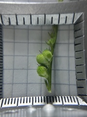 Spigelia