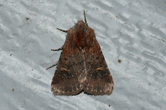 Eucoptocnemis fimbriaris