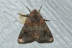 Eucoptocnemis fimbriaris