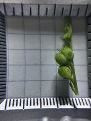 Spigelia