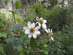 Montanoa frutescens