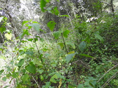 Montanoa frutescens