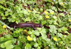 Hynobius arisanensis