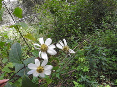 Montanoa frutescens