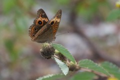 Junonia neildi varia
