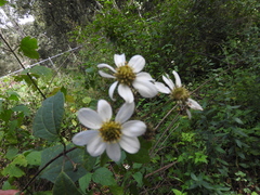 Montanoa frutescens