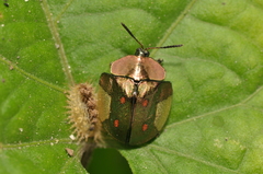 Cyrtonota serinus