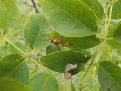 Polistes apachus apachus