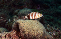 Serranus hepatus