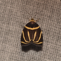 Hemerophila arcigera