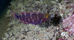 Symphodus mediterraneus
