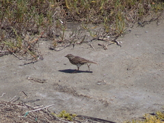 Passerculus sandwichensis beldingi