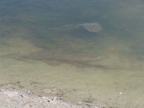 Urobatis halleri
