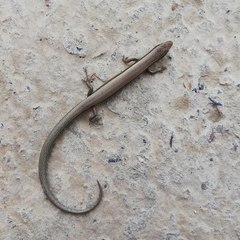Ablepharus deserti