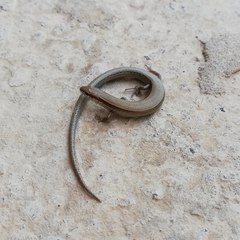 Ablepharus deserti