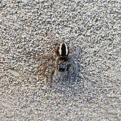 Philaeus chrysops