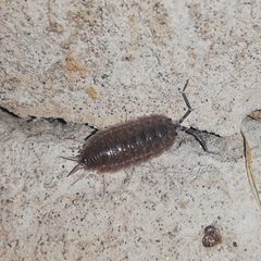Protracheoniscus tzvetkovi