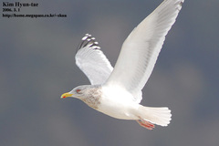Larus argentatus vegae