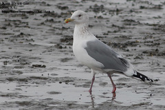 Larus fuscus heuglini