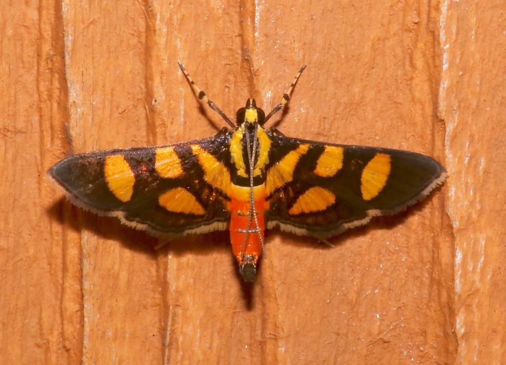 Orange-spotted Flower Moth