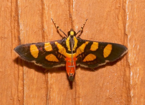 Orange-spotted Flower Moth