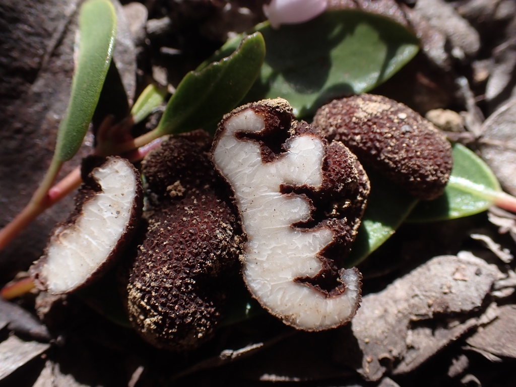 Balsamia nigrans