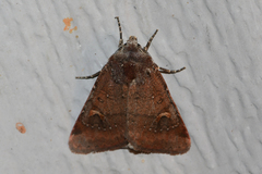 Eucoptocnemis fimbriaris