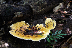 Polyporales