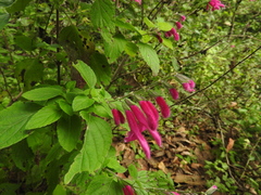 Salvia curviflora