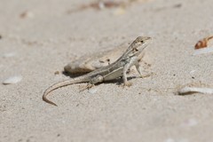Sceloporus cozumelae
