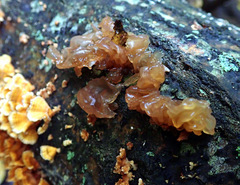 Phaeotremella frondosa