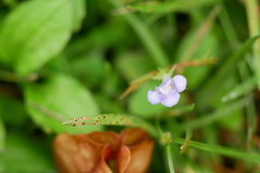 Bonnaya ruelloides