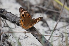 Junonia neildi varia