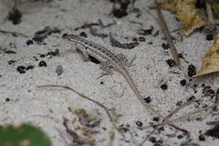 Sceloporus cozumelae