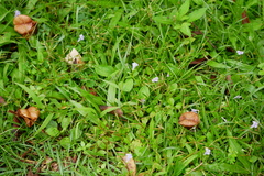 Bonnaya ruelloides