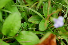 Bonnaya ruelloides
