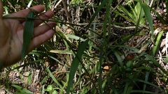 Panicum deustum