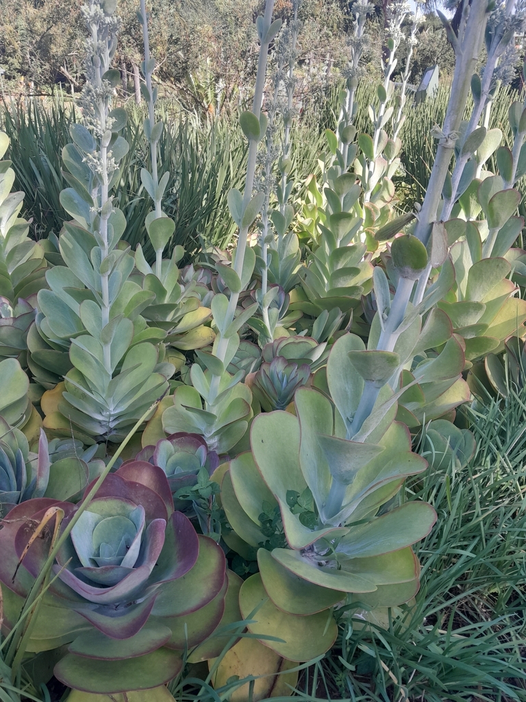 Kalanchoe luciae from Mount Edgecombe Country Estate 2, Mount Edgecombe ...