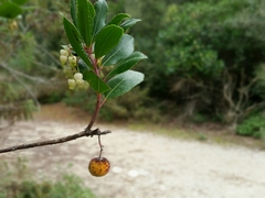 Arbutus unedo