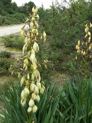 Yucca gloriosa