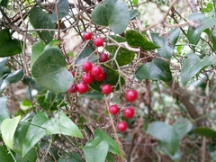 Smilax aspera