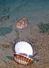 Serranus hepatus