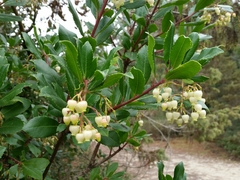 Arbutus unedo