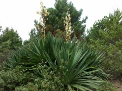 Yucca gloriosa