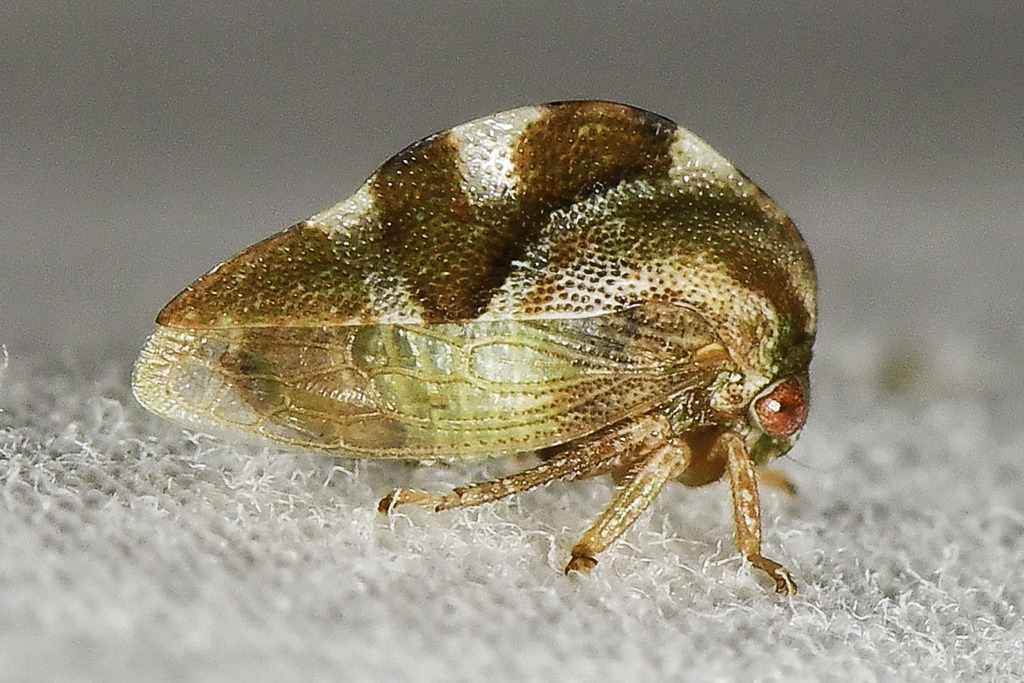 Cyrtolobus clarus