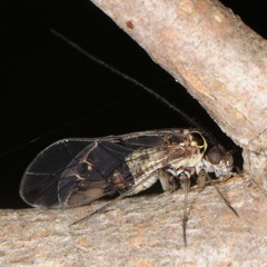 Psocomorpha