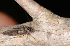 Psocomorpha