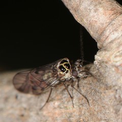 Psocomorpha