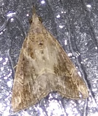 Hypena laceratalis